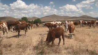 Kars'ta ap hastal geti, hayvanlar yeniden meralara dnd