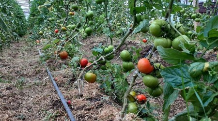 Kendi imkanyla kurduu serada organik domates yetitiriyor