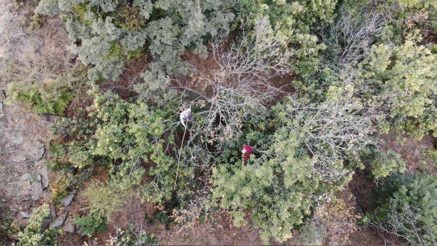 Kestanede 'dal kanseri' üreticilerin korkulu rüyası oldu