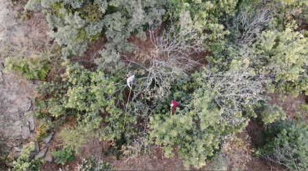 Kestanede 'dal kanseri' üreticilerin korkulu rüyası oldu