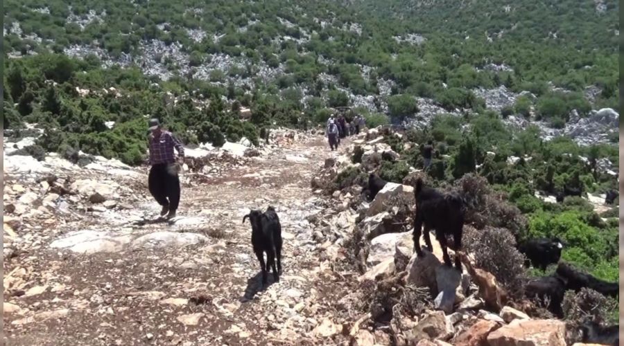 K�l ke�isi yeti�tiricilerinin yol sevinci