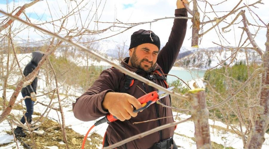 Kiraz bahçeleri kar altında yeni sezonu karşılıyor