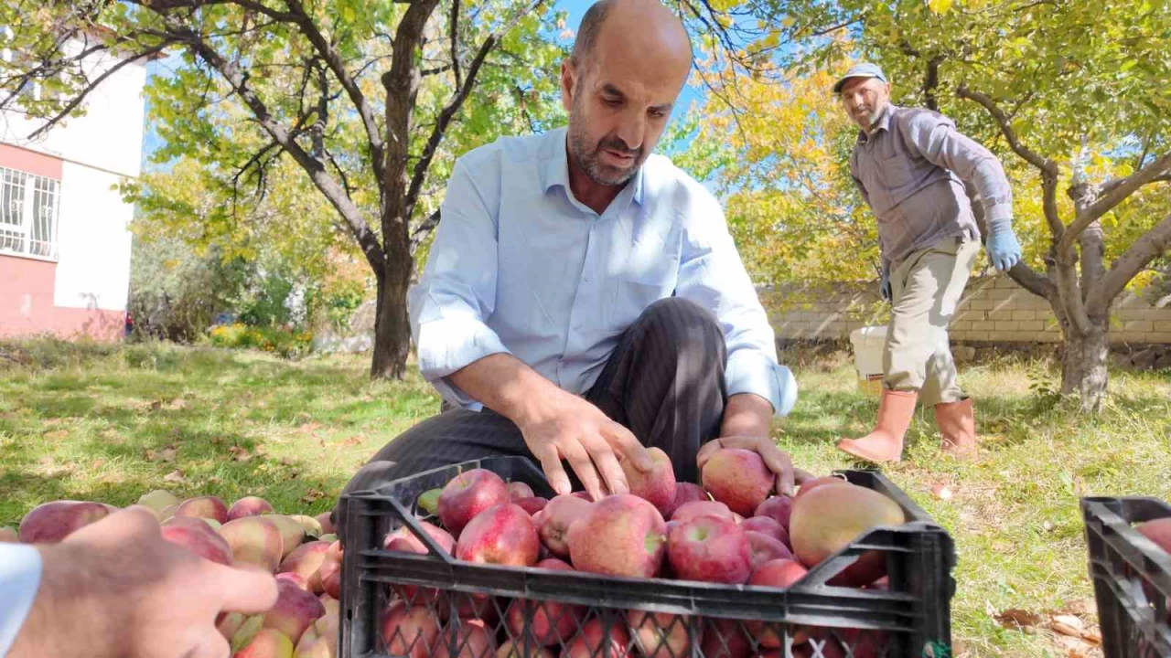 Kışlık elmalar dallardan indirilmeye başlandı