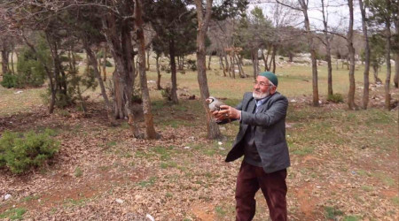 Konya'da kınalı keklikler doğaya salındı