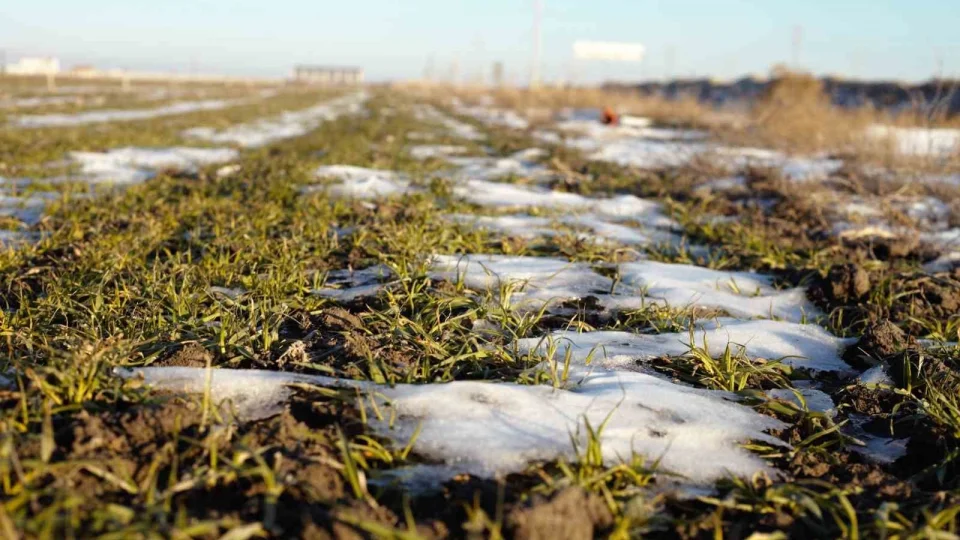 Konya'da ya���lar hububata umut oldu