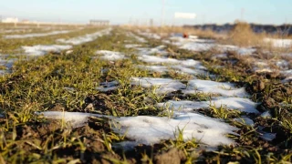 Konya'da yağışlar hububata umut oldu