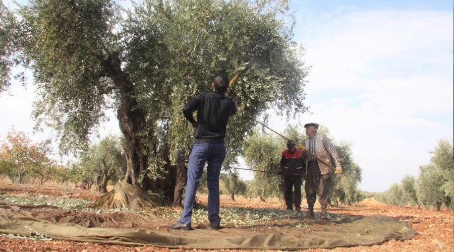 Korana zeytin hasadını vurdu