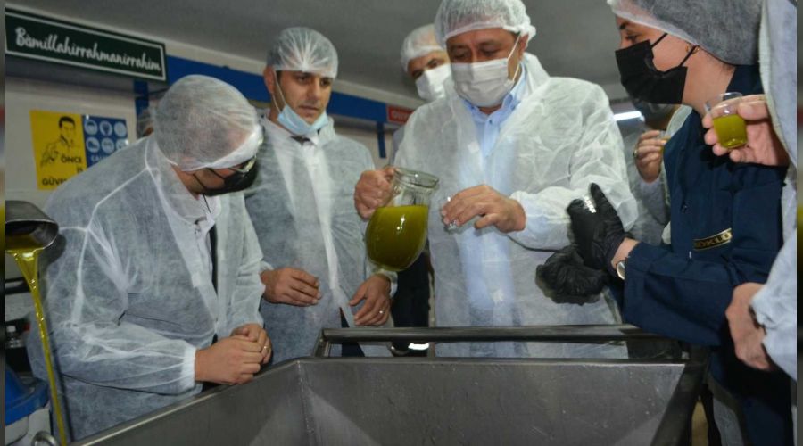 Körfez bölgesinde ilk hasat zeytinler sıkıldı