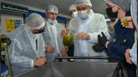 Körfez bölgesinde ilk hasat zeytinler sıkıldı