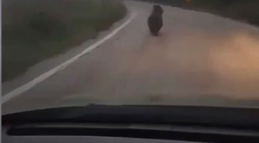 K�ye inen ay�y� otomobille kovalad�lar