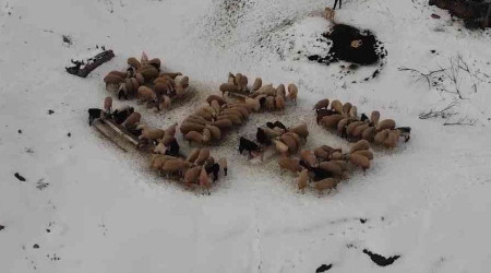 Küçükbaş hayvan yetiştiren köylülere yüzde 100 hibe ile yem desteği