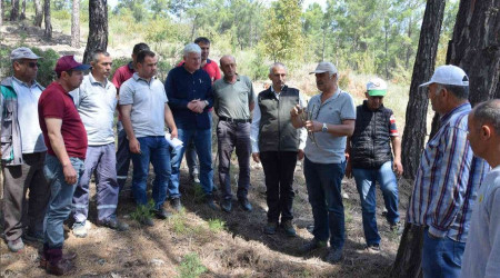 Kumluca'da köylülere gelir getirecek ormanlar oluşturuluyor