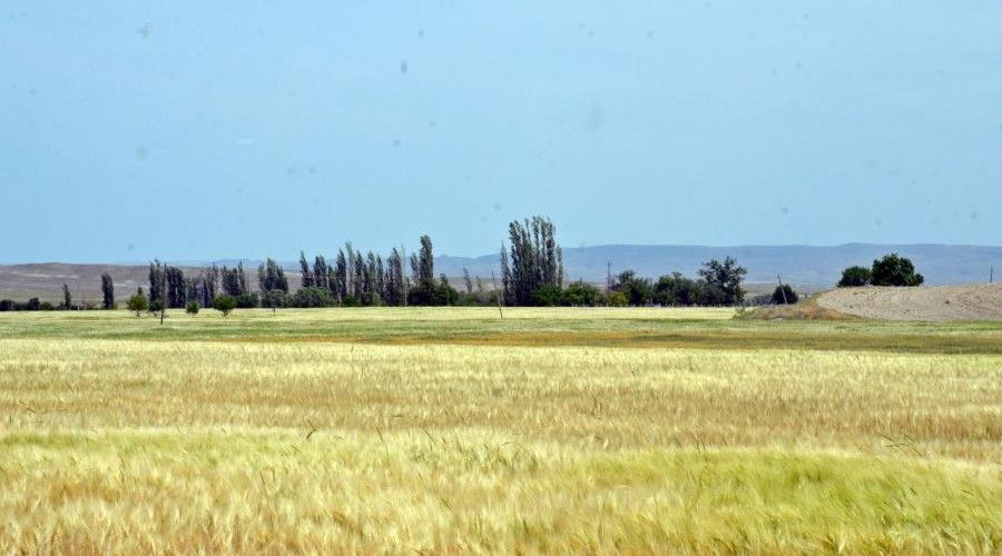 Kurakl�ktan ekinler 1,5 ay �nce sarard�