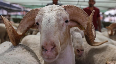Kurban fiyatı büyükbaşta yüzde 107,6, küçükbaşta yüzde 90,6 arttı