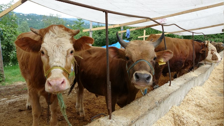 Kurbanl�k fiyatlar� u�uyor