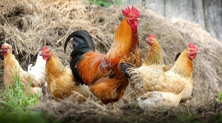Kuş gribi Japonya'da yayılmaya devam ediyor