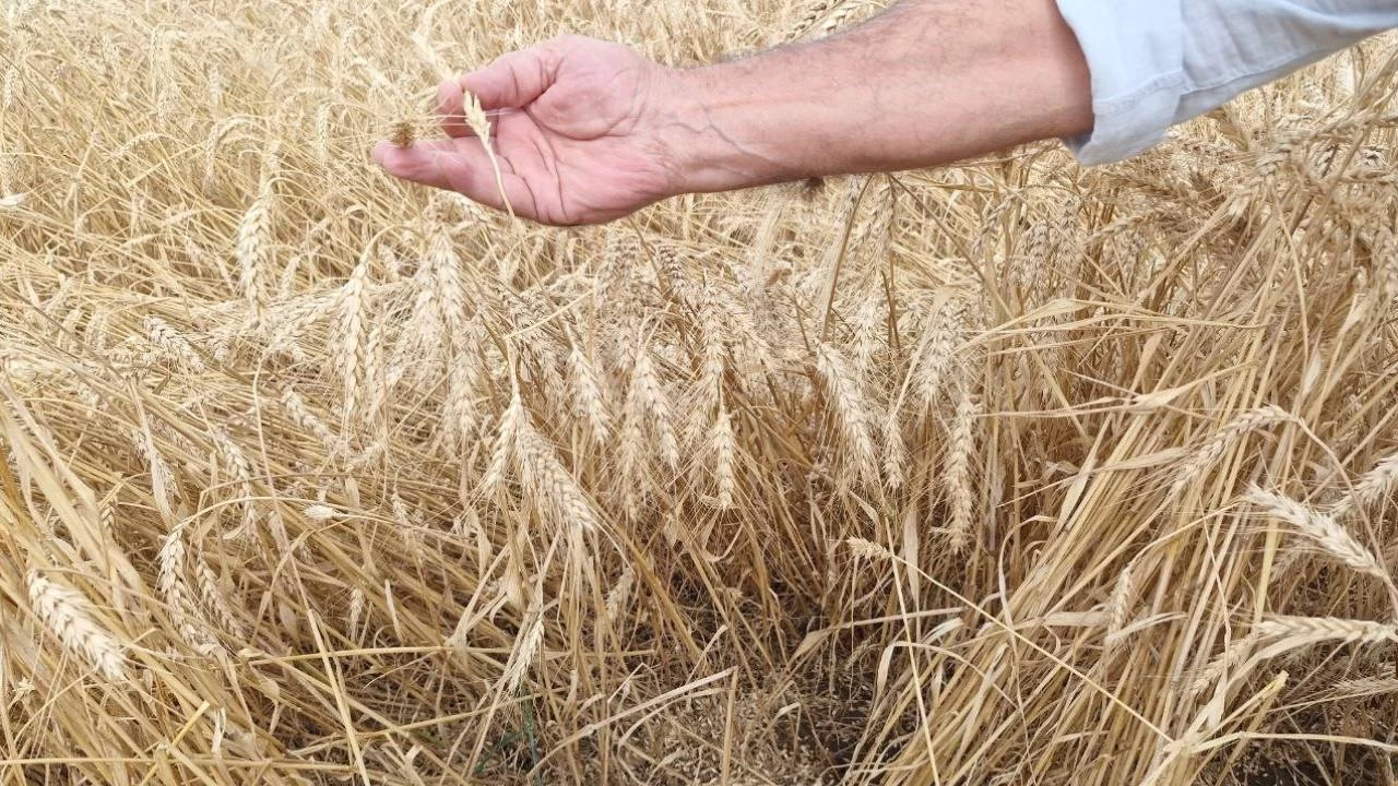 Kuvvetli yağış hasat bekleyen buğdaya zarar verdi