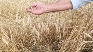 Kuvvetli yağış hasat bekleyen buğdaya zarar verdi