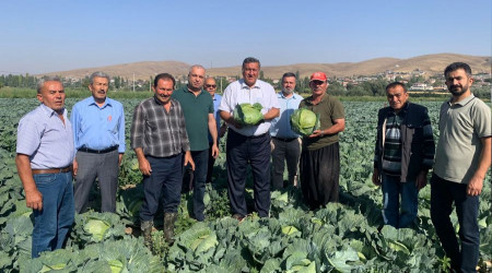 Lahana üreticisi de perişan
