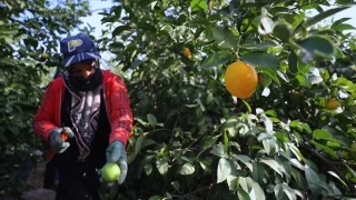  Limon fiyatları roketledi