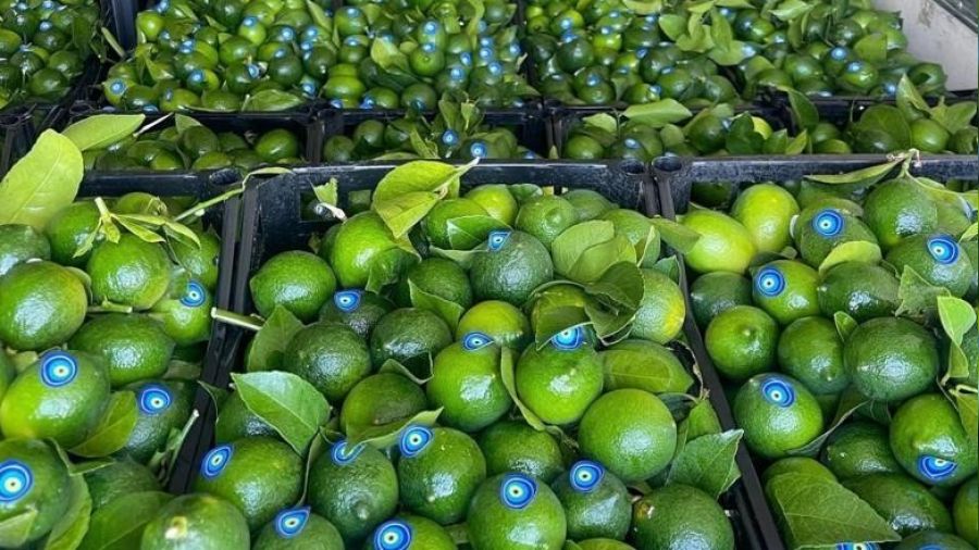 Limonda hasat ba�lamadan ka�ak kesim ve ihra� ba�lad�