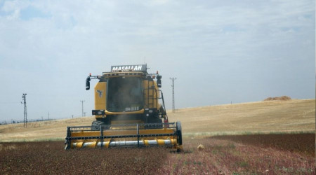 Mardin'de çölyak hastaları için ekilen karabuğdayın hasadı yapıldı