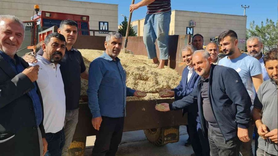 Mardin'de ilk arpa hasadı başladı