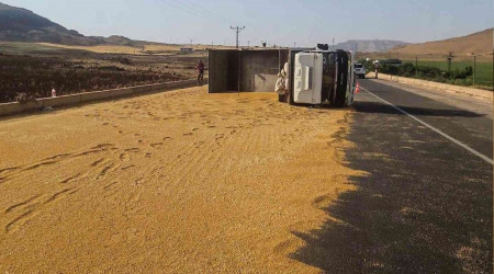 Mardin'de kamyon devrildi, tonlarca buğday yola döküldü