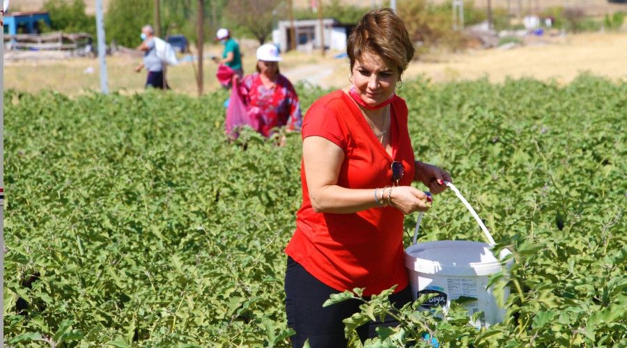 Marketlerdeki fahiş fiyata kızdı, tarlasını vatandaşlara açtı