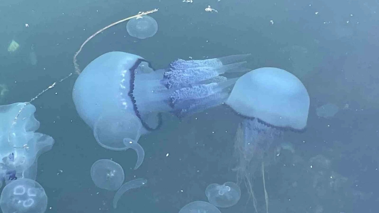 Marmara'da 'bitti' denilen msilaj, bitmemi