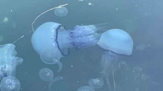 Marmara'da 'bitti' denilen msilaj, bitmemi
