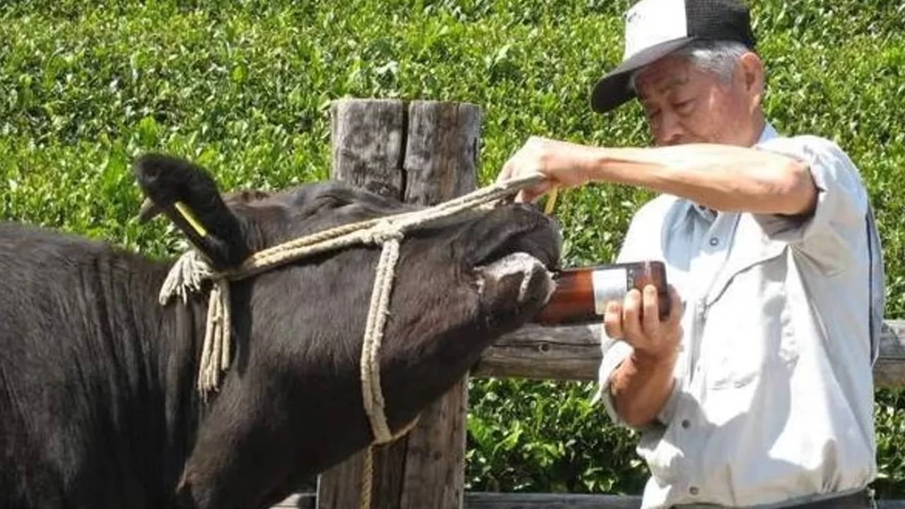 Matsusaka ırkı sığır açık artırmada 30 milyon yene satıldı