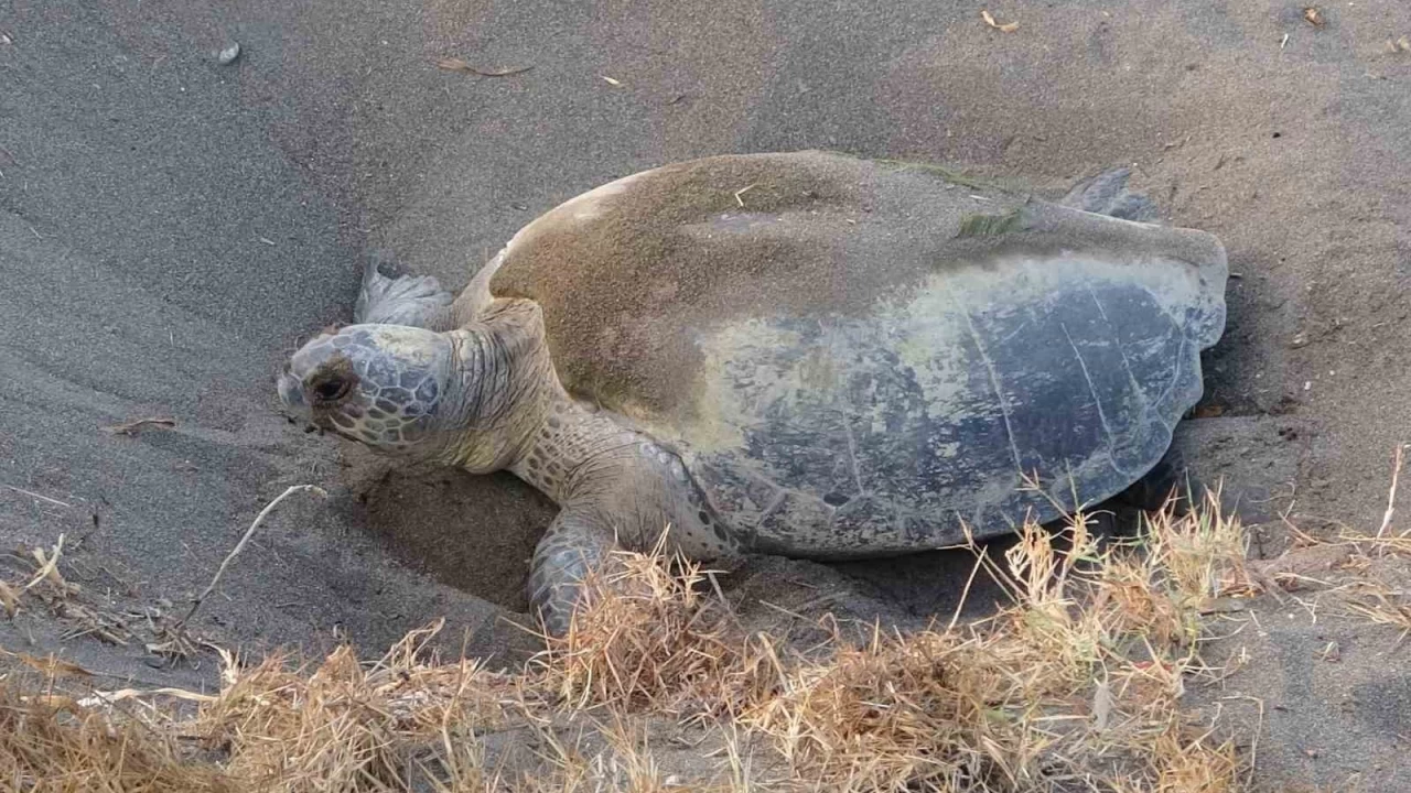 Mersin, sezonluk misafirlerini ağırlıyor