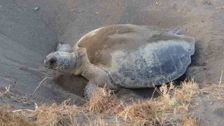 Mersin, sezonluk misafirlerini ağırlıyor