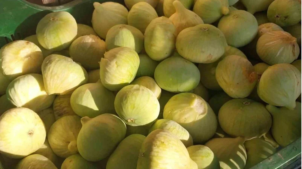 Mersin'de beyaz incirde 'yok y�l�'