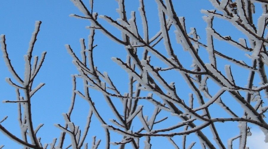 Meteoroloji'den Aydın'a 'zirai don' uyarısı