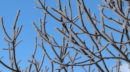 Meteoroloji'den Aydın'a 'zirai don' uyarısı