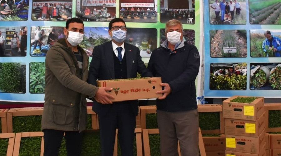 Milas'ta 300 bin ada çayı fidesi dağıtıldı