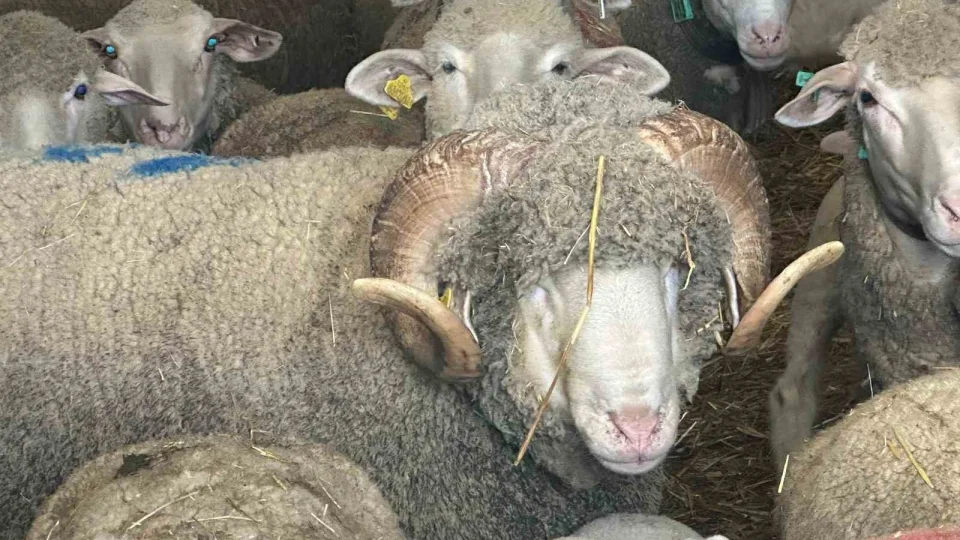 Milyonluk ko�un kuzular� i�in bug�nden s�raya girdiler