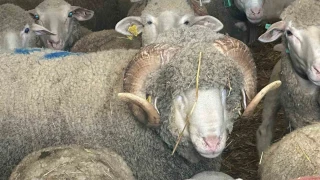 Milyonluk koçun kuzuları için bugünden sıraya girdiler