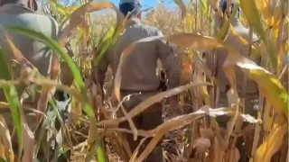 Mısır tarlasında patlayıcı madde ve silahlar ele geçirildi