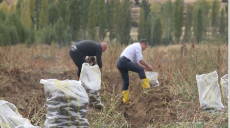 Mor patatesin hasadı yapıldı