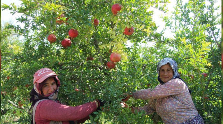 Nar, üreticisinin yüzünü güldürecek