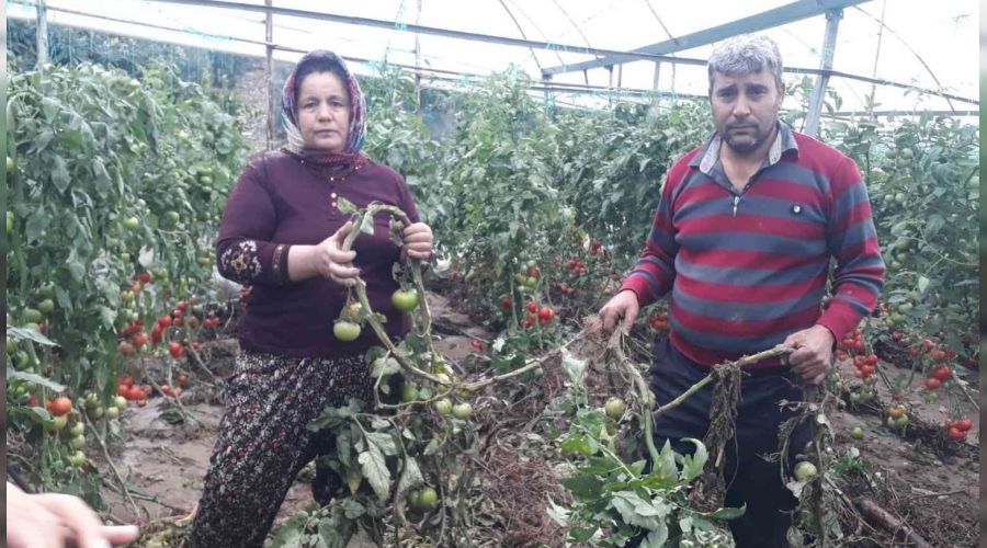 Ne yapt�ysa seras�n� kurtaramad�