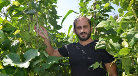 Nebiyan fasulyesi daha dikilmeye balamadan kazandryor