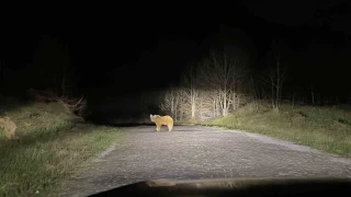 Nemrut'un maskot aylar k uykusundan uyand