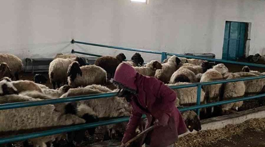 Nideli gen giriimci devlet desteiyle koyun iftlii kurdu