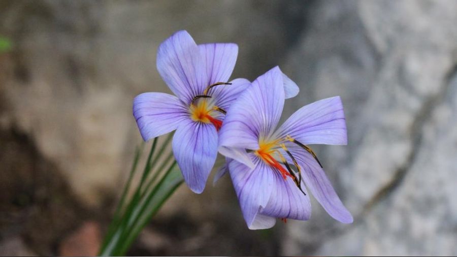 Olimpos safranı tehlike altında