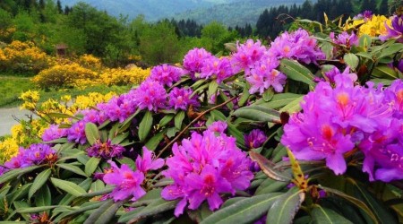 Ordu'ya zg 179 endemik bitki tr tespit edildi