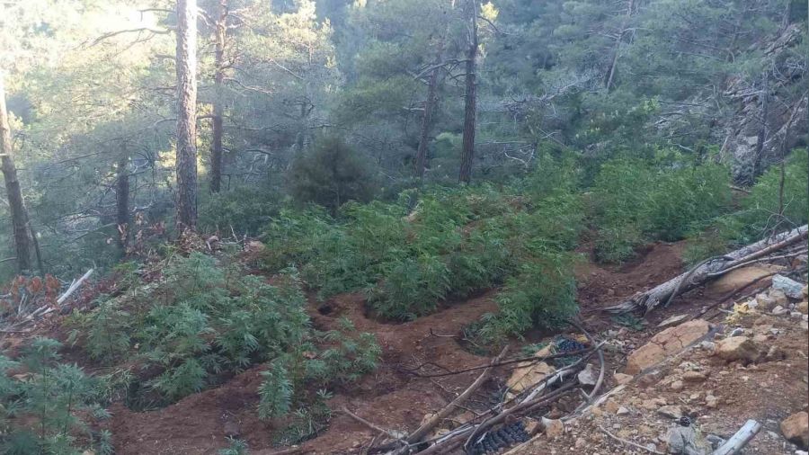 Ormana uyu�turucu ekmi�ler